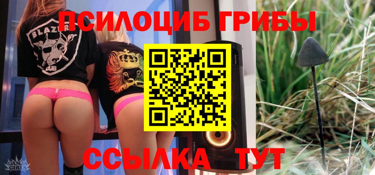 Псилоцибиновые грибы Cubensis Губкинский